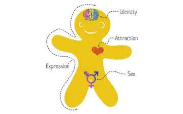 "Genderbread Person" ajuda a explicar termos que as pessoas geralmente confundem bastante - Reprodução/www.genderbread.org