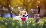 Animais precisam estar em ambientes mais frescos para que não sofram com o calor - iStock