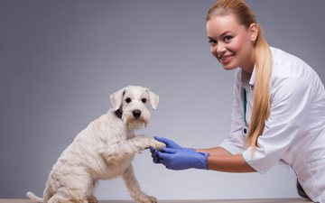 Os animais que passam por treinamento para detectar certas doenças são chamados de cães de detecção médica - iStock