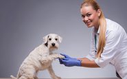 Os animais que passam por treinamento para detectar certas doenças são chamados de cães de detecção médica - iStock