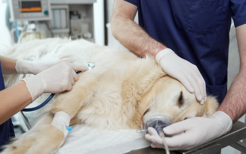 É preciso manter a calma e levar o animal ao veterinário imediatamente - iStock