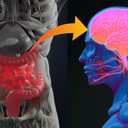 Várias conexões importantes entre o intestino e o cérebro ajudam a explicar o efeito de um sobre o outro - iStock
