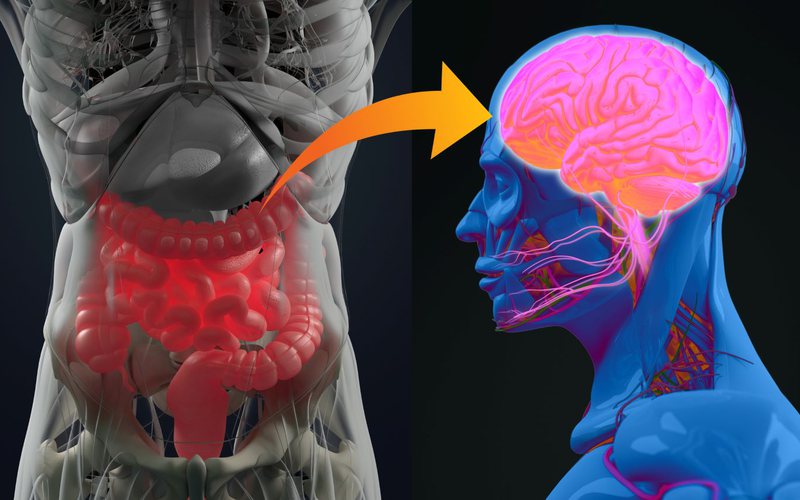 Várias conexões importantes entre o intestino e o cérebro ajudam a explicar o efeito de um sobre o outro - iStock