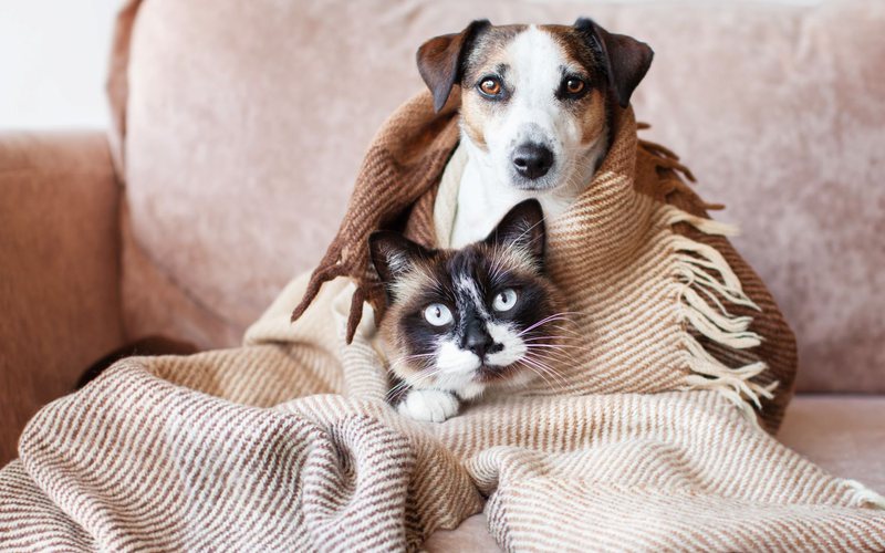 Cães e gatos, mesmo com pelos, também sentem frio e podem adoecer - iStock