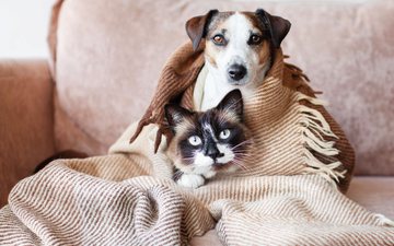 Cães e gatos, mesmo com pelos, também sentem frio e podem adoecer - iStock