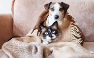 Cães e gatos, mesmo com pelos, também sentem frio e podem adoecer - iStock