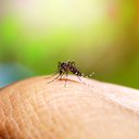 A dengue é provocada por um vírus transmitido pelo mosquito Aedes aegypti - iStock