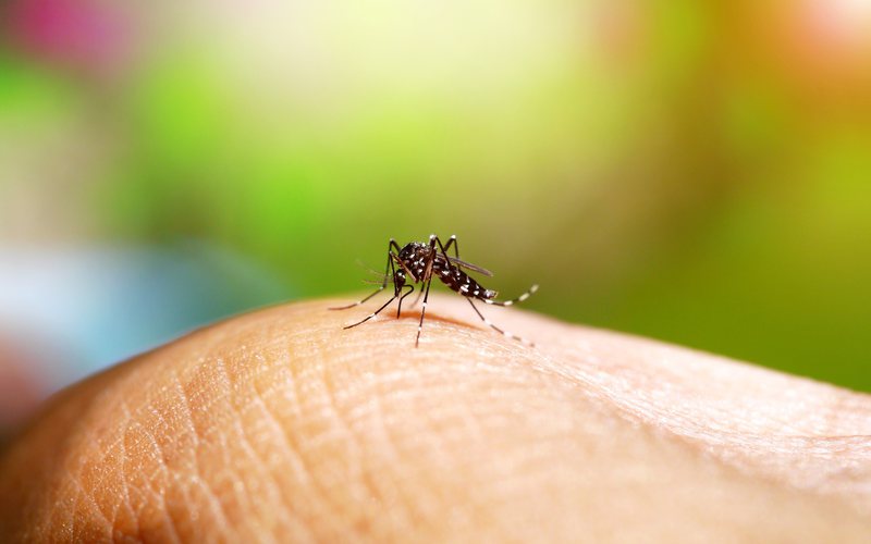 A dengue é provocada por um vírus transmitido pelo mosquito Aedes aegypti - iStock