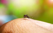 A dengue é provocada por um vírus transmitido pelo mosquito Aedes aegypti - iStock