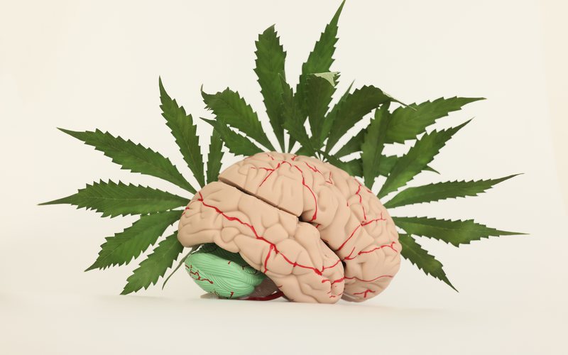 O estudo traz uma visão rara de como a cannabis afeta o cérebro - iStock