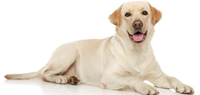 Imagem Você sabe quando um cachorro está “sorrindo”?