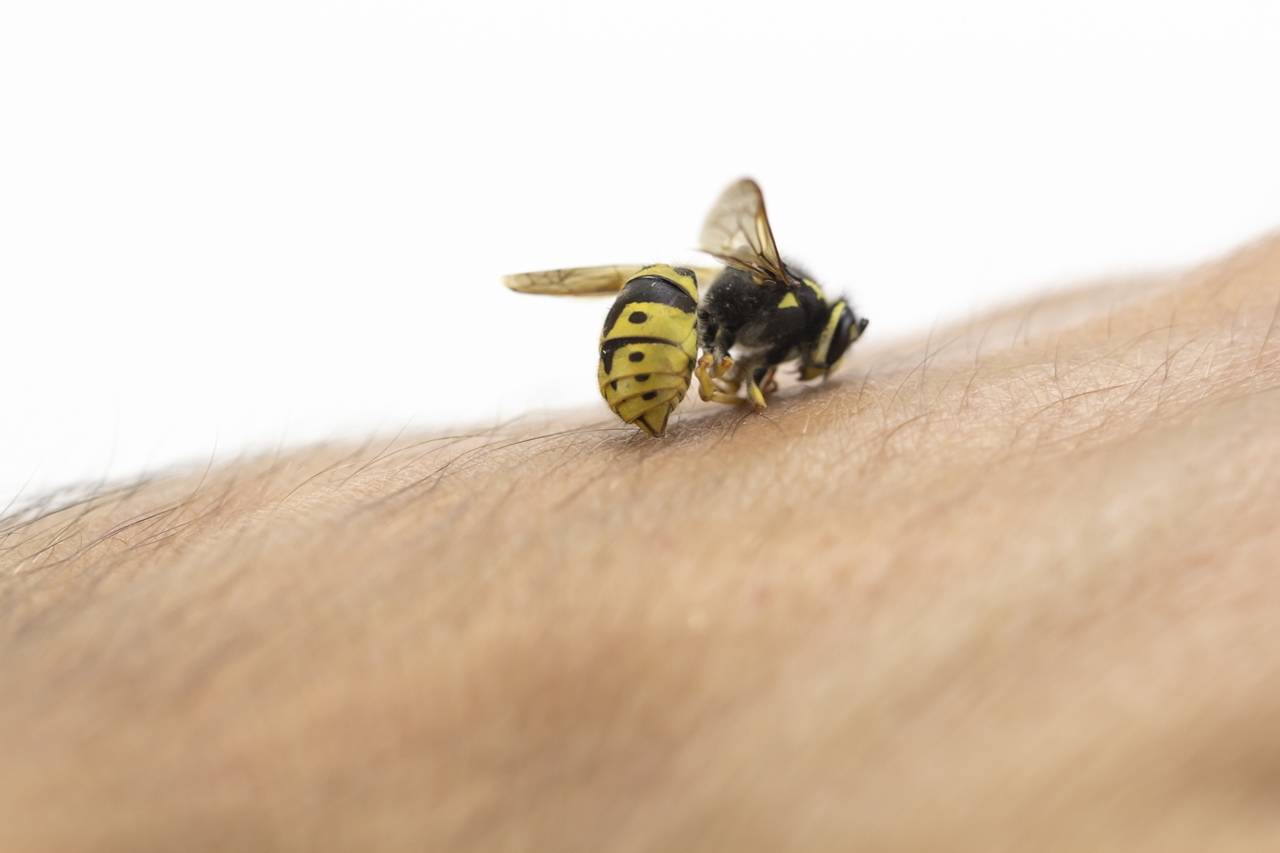 Uma única picada de abelha pode ser capaz de matar um ser humano, diz  veterinário