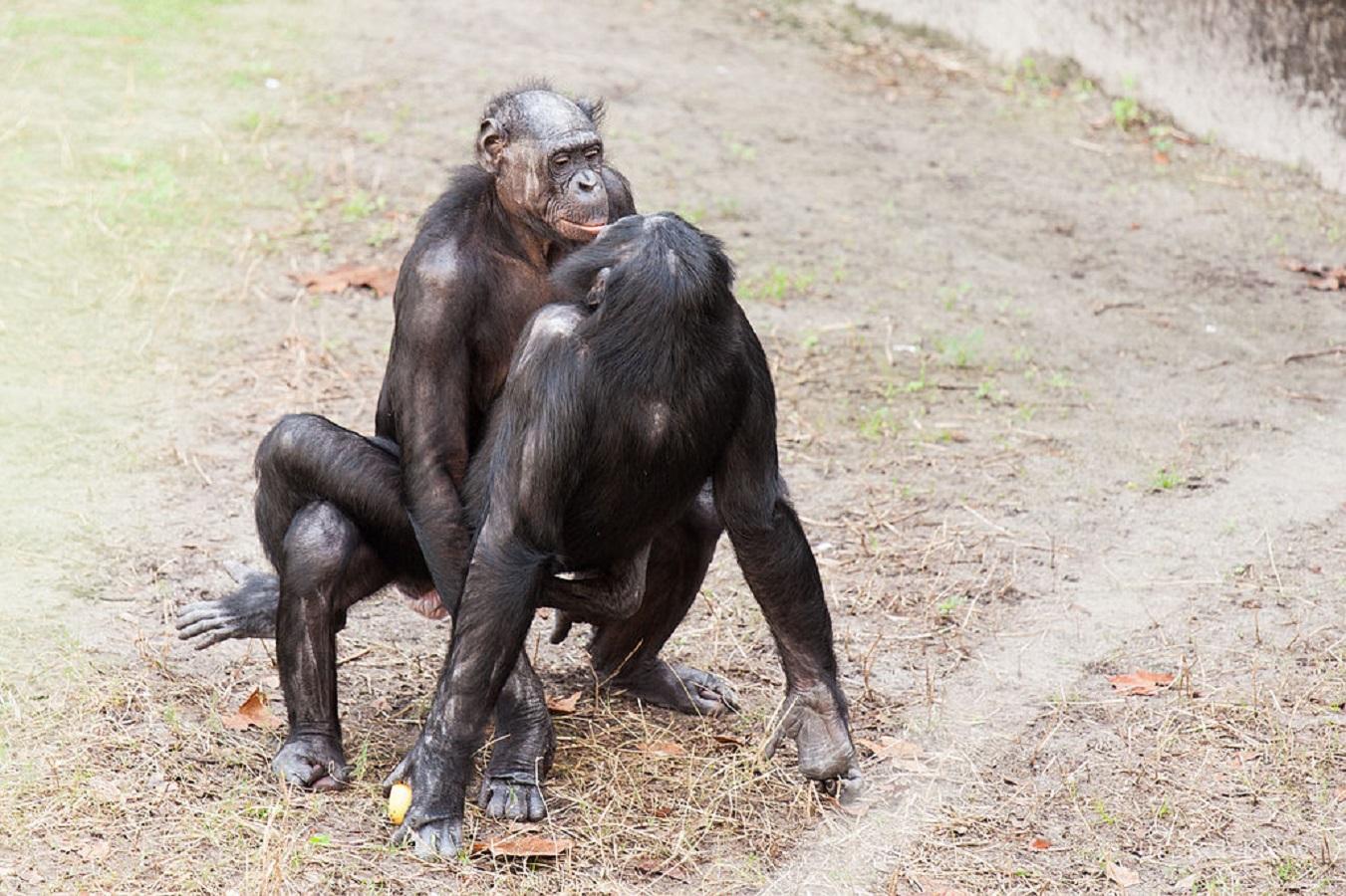 Homem faz sexo com macaco